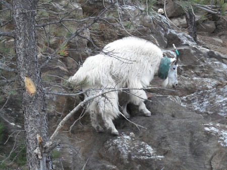Mountain Goat