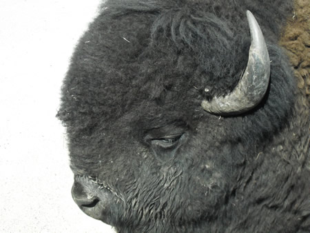Bison
