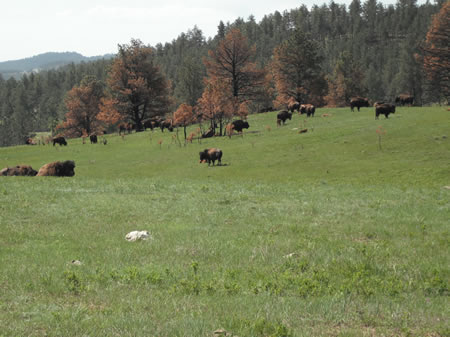 Bison Herd