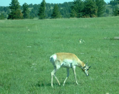 Elk