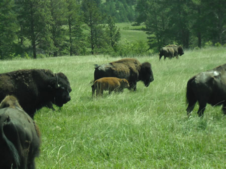 Bison Herd