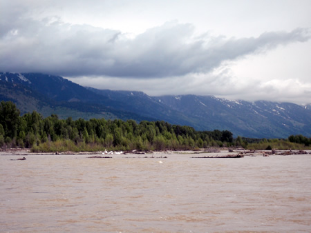 Pelicans on Jackson River