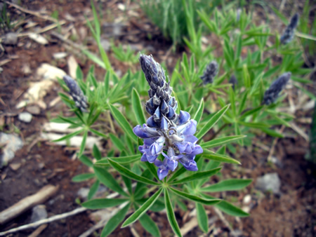 Wild Delphinium