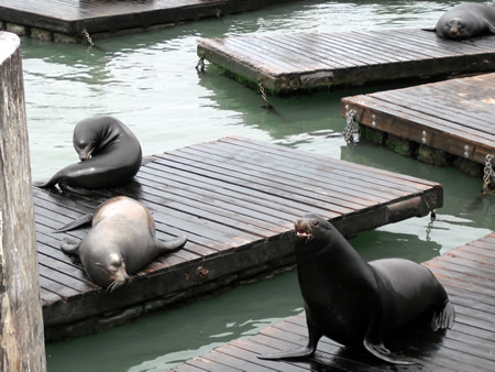 Sea Lions, Pier 39