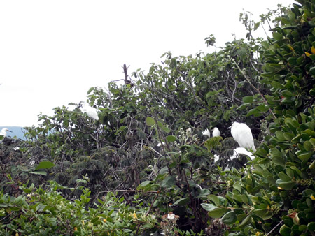 Egrets nesting on Alcatraz