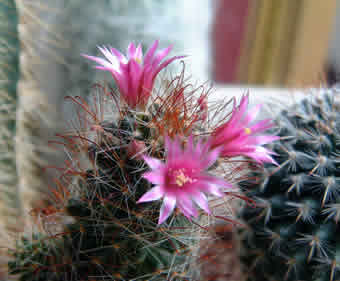 Cactus flowers