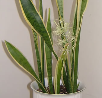 sanseveria flowers